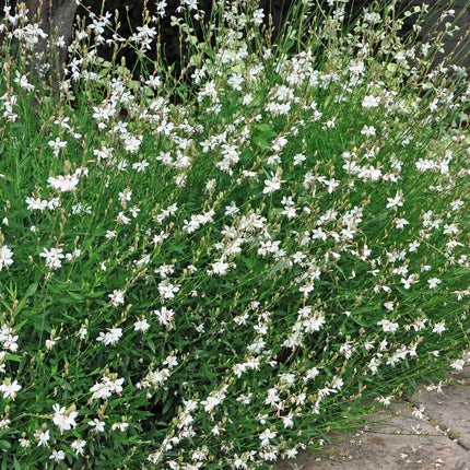 Gaura