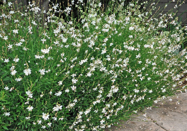 Gaura
