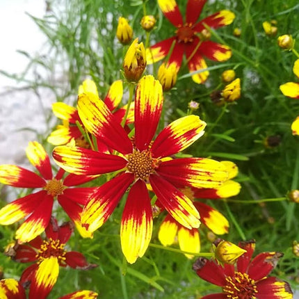 Gludas mentūrinis 'Firefly'