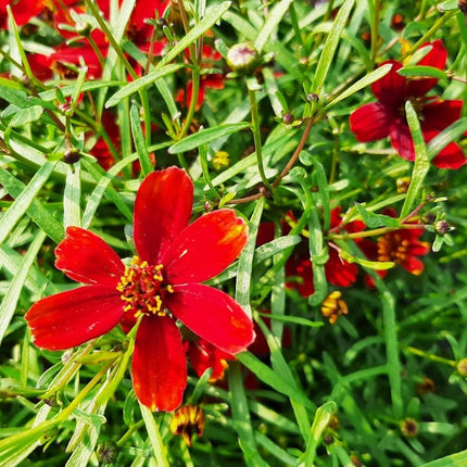 Gludas mentūrinis 'Ladybird'