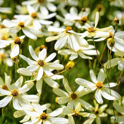Gludas mentūrinis 'Moonbeam'