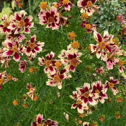 Gludas mentūrinis 'Ruby Frost'