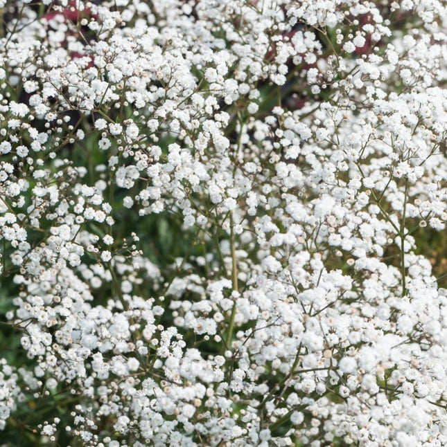 Guboja muilinė 'Festival White Flare'