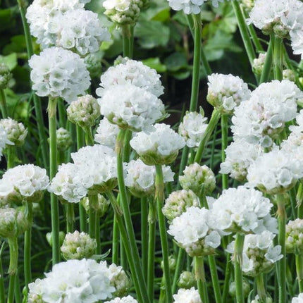 Gvaizdė pajūrinė 'Armada White'