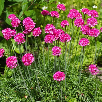 Gvaizdė pajūrinė 'Armada Pink'