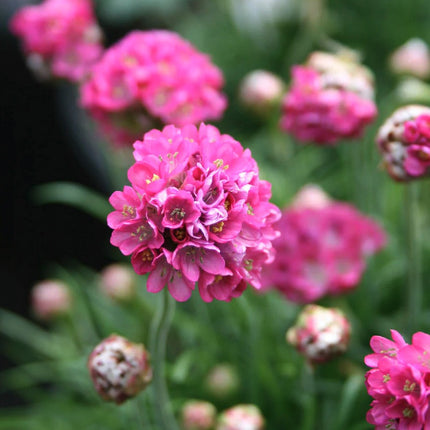 Gvaizdė pajūrinė 'Armada Pink'