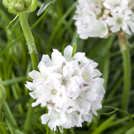 Gvaizdė pajūrinė 'White'