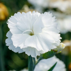 Collection image for: Gvazdikai