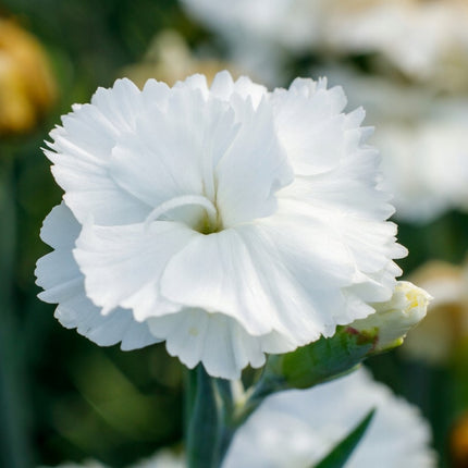 Gvazdikas 'Angel of Purity'