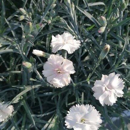Gvazdikas 'Angel of Purity'