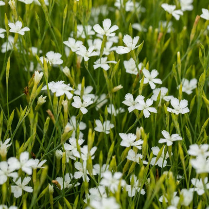 Gvazdikas šilinis 'Albus'
