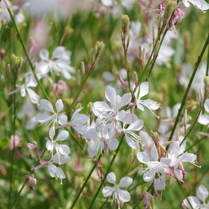 Gaura 'Corrie's Gold'