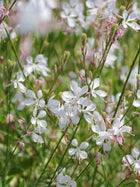 Gaura 'Corrie's Gold'
