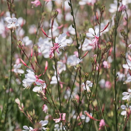 Gaura 'Flamingo White'