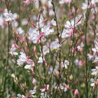 Gaura 'Flamingo White'