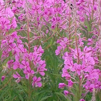 Gaurometis siauralapis
