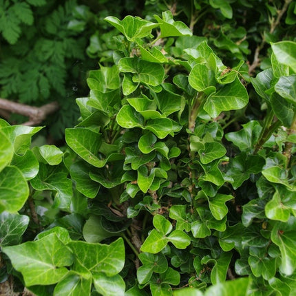 Gebenė lipikė 'Erecta'
