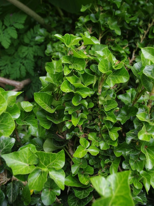 Gebenė lipikė 'Erecta'
