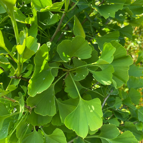 Ginkmedis dviskliautis