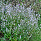 Girmėtė vaistinė