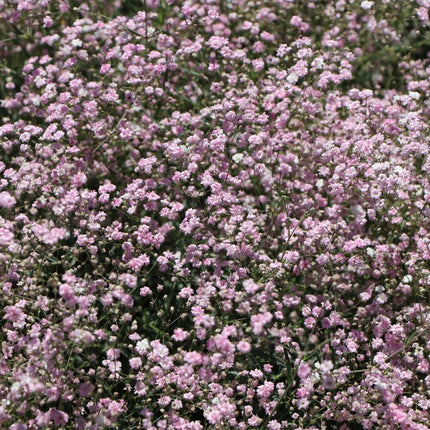 Guboja hibridinė 'Rosenschleier'