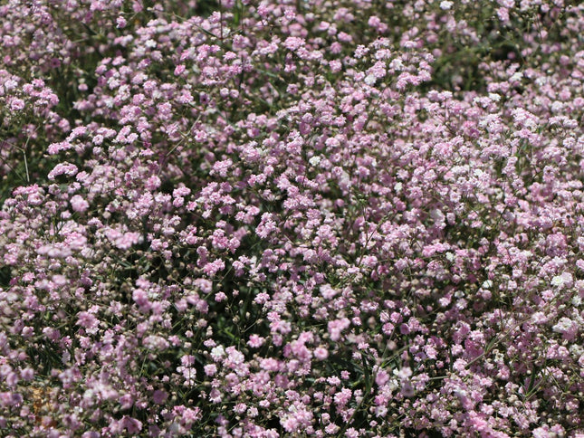 Guboja hibridinė 'Rosenschleier'