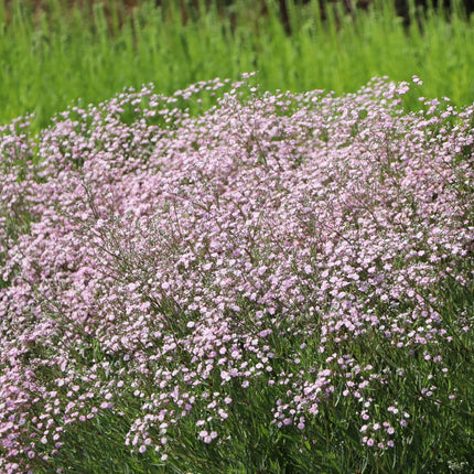 Guboja hibridinė 'Rosenschleier'