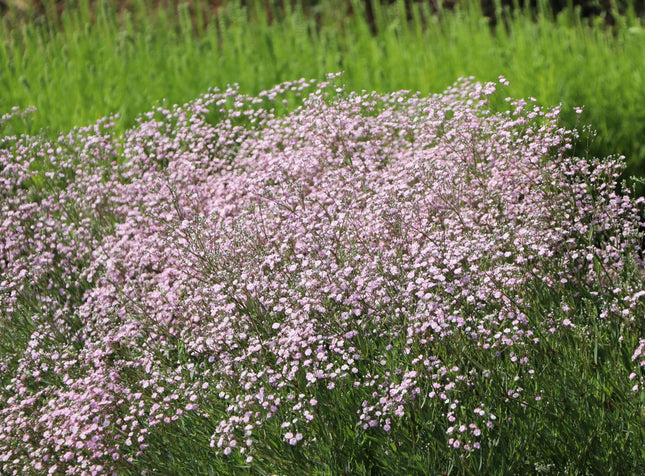 Guboja hibridinė 'Rosenschleier'