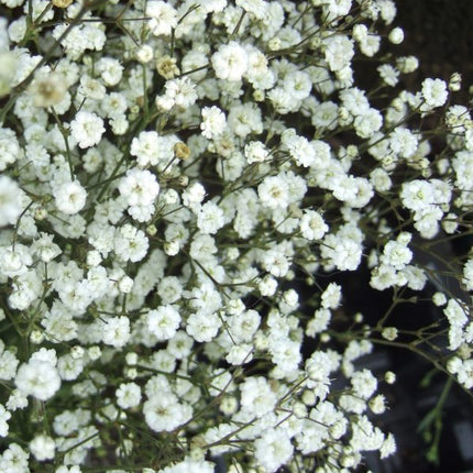 Guboja muilinė 'Festival White Flare'