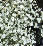 Guboja muilinė 'Festival White Flare'