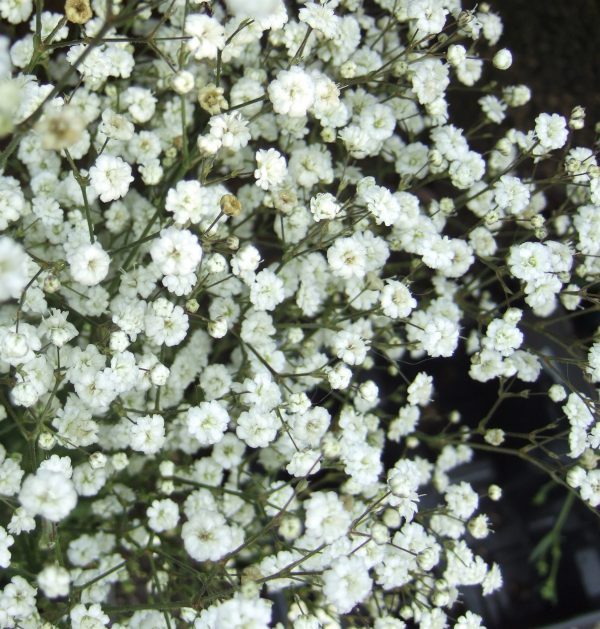 Guboja muilinė 'Festival White Flare'