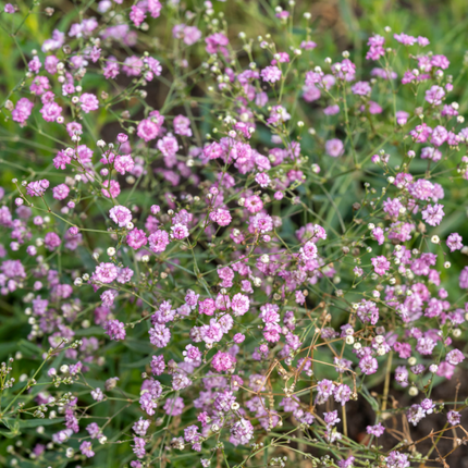Guboja muilinė 'Pink Wedding'