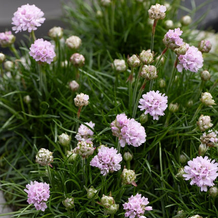 Gvaizdė pajūrinė 'Armada Pink'