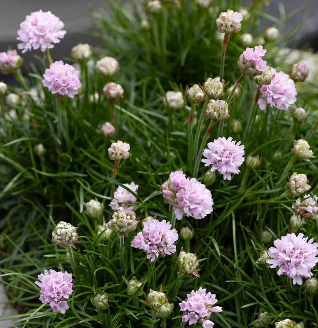 Gvaizdė pajūrinė 'Armada Pink'
