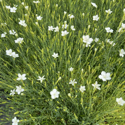 Gvazdikas šilinis 'Albus'