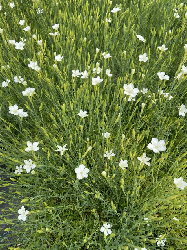 Gvazdikas šilinis 'Albus'