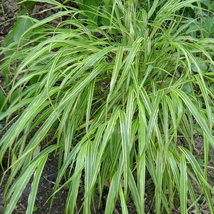 Hakonė didžioji 'Albo Striata'