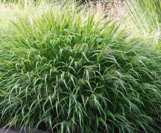 Hakonė didžioji 'Greenhills'