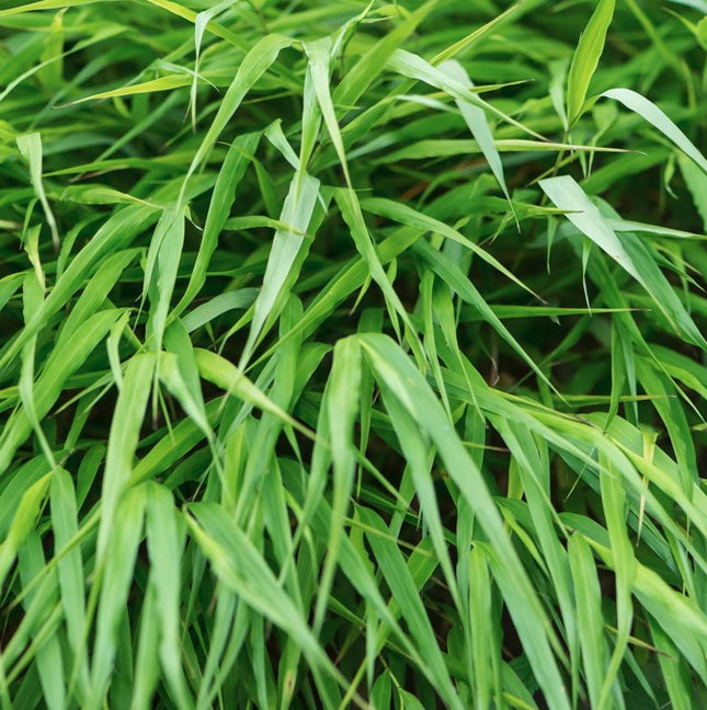 Hakonė didžioji 'Greenhills'
