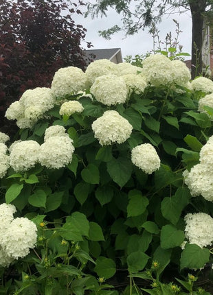 Hortenzija šviesioji 'Annabelle'