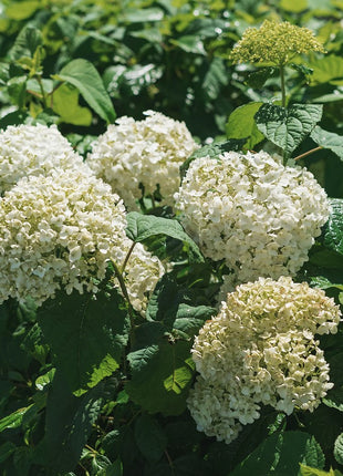 Hortenzija šviesioji 'Annabelle'