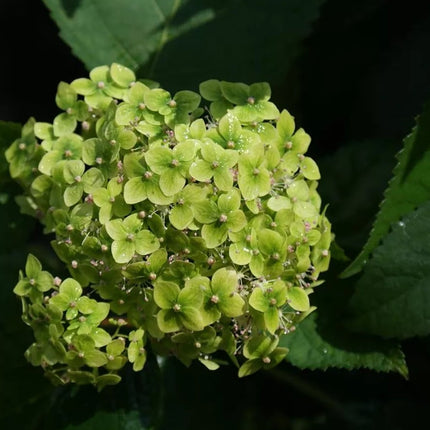 Hortenzija šviesioji 'Lime Rickey'