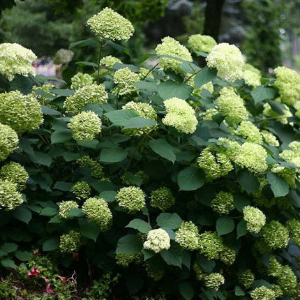 Hortenzija šviesioji 'Lime Rickey'