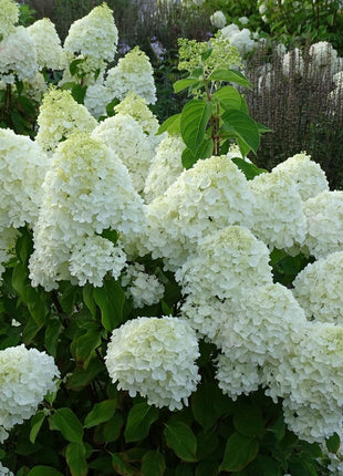 Hortenzija šluotelinė 'Living Summer Snow'