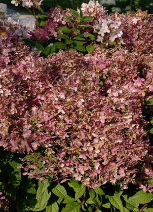 Hortenzija šluotelinė 'Living Touch of Pink'