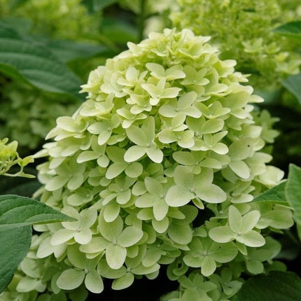 Hortenzija šluotelinė 'Magical Candle'