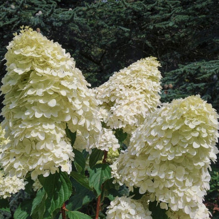 Hortenzija šluotelinė 'Phantom'