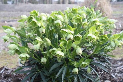 Eleboras dvokiantysis 'Green'