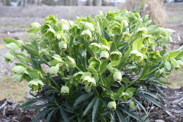 Eleboras dvokiantysis 'Green'