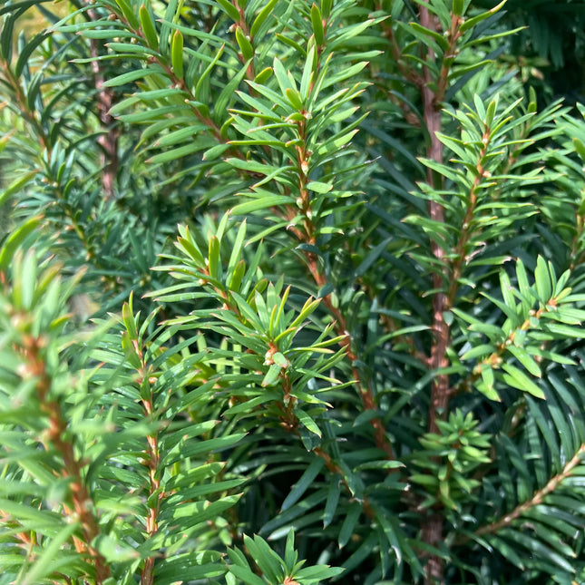 Kukmedis tarpinis 'Hicksii'